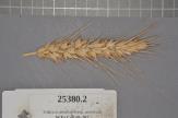 Click for 1 image(s) for this accession. Spike
